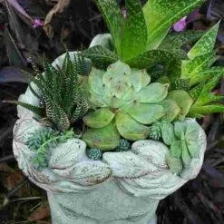 Aphrodite Lady Head Planter -Bird Products Shop Aphrodite Head Planter Top View