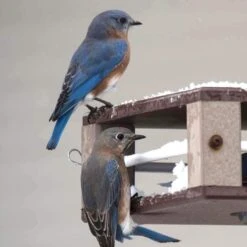 Gilbertson Hanging Bluebird Feeder 6 Gilbertson Hanging Bluebird Feeder -Bird Products Shop Gilbertson Bluebird Feeder