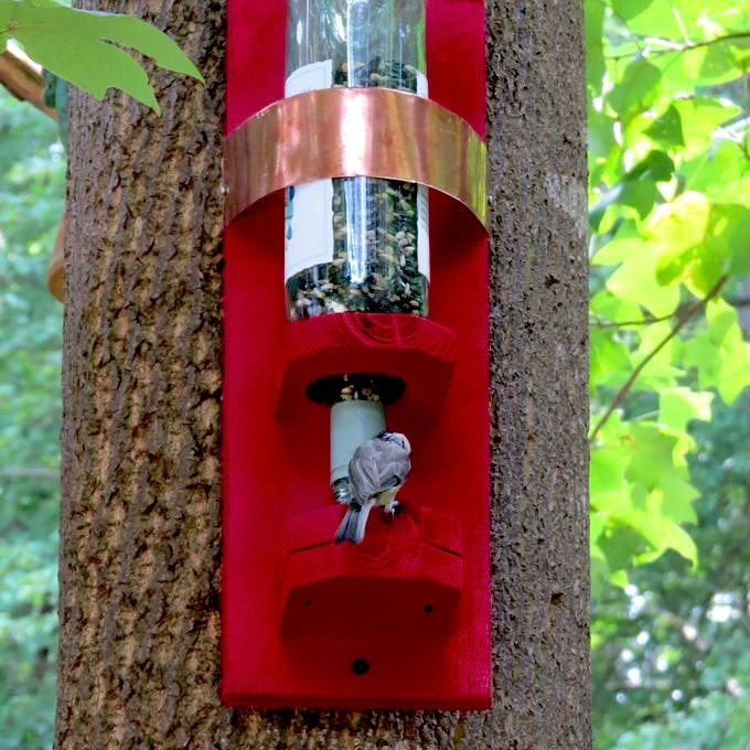Bottle Bird Feeder