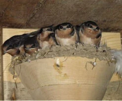 Bird Products Shop 35 Barn Swallow Nest Cups - Set Of 2