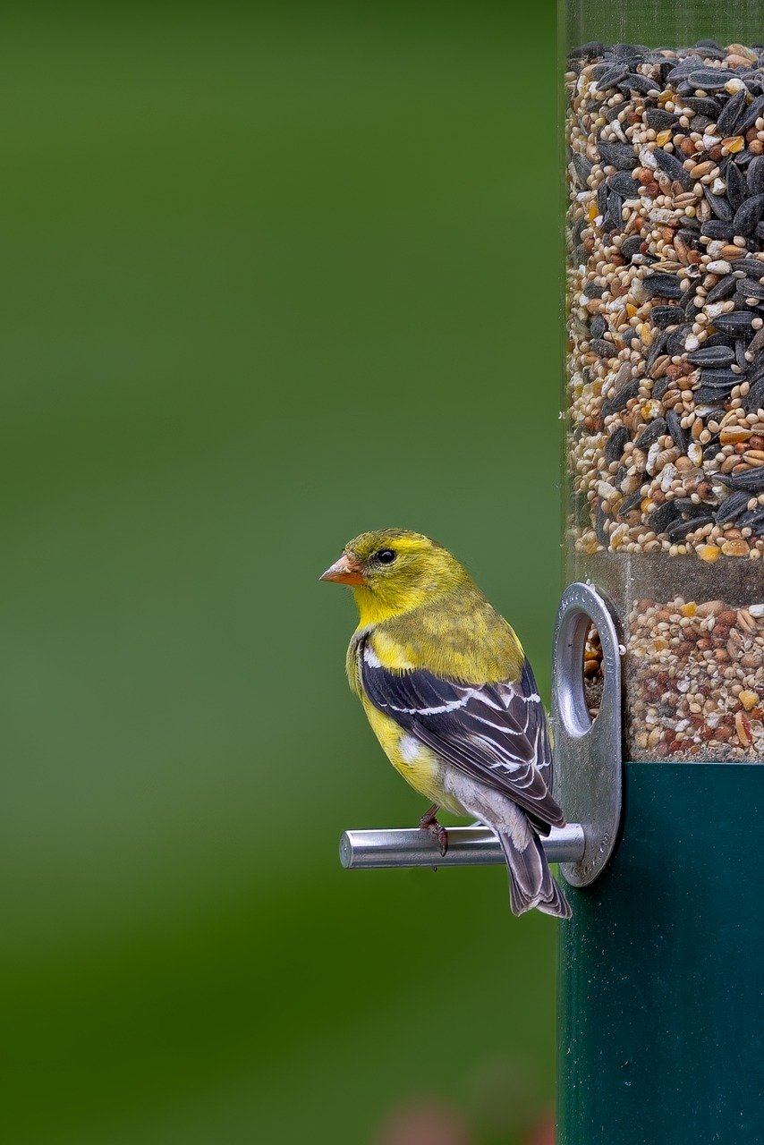 Bird Products Shop 3 Bird Products Shop -Bird Products Shop ornithology 9665500 1280